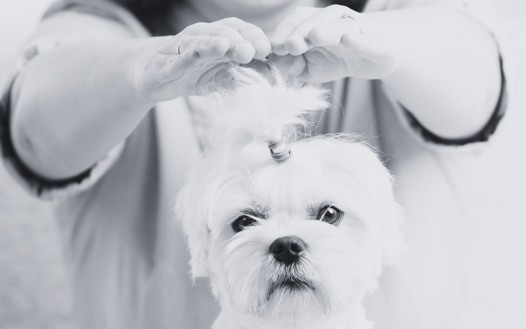 Animal Communication and Reiki