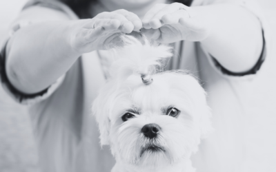 Animal Communication and Reiki